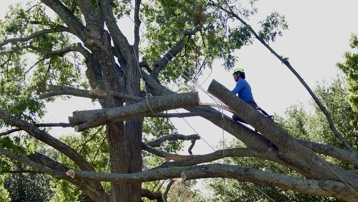 Professional Crown Thinning performed by certified arborists in Shelton